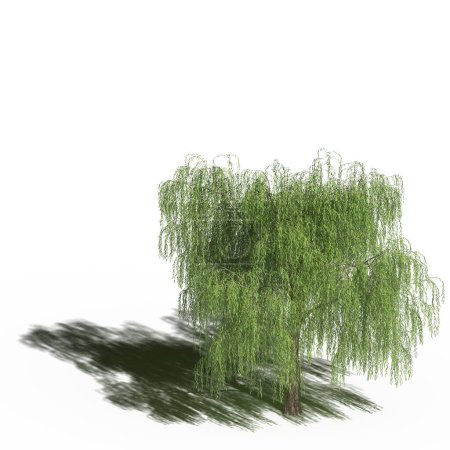 Téléchargez les photos : Large tree with a shadow under it, isolated on white background, 3D illustration, cg render - en image libre de droit
