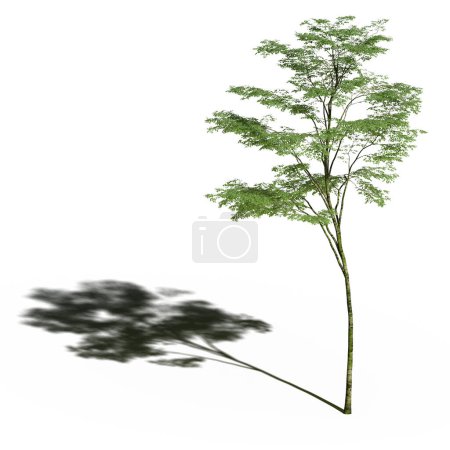 Foto de Large tree with a shadow under it, isolated on white background, 3D illustration, cg render - Imagen libre de derechos