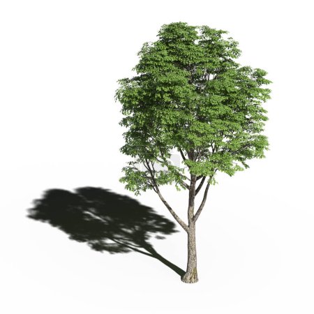 Téléchargez les photos : Large tree with a shadow under it, isolated on white background, 3D illustration, cg render - en image libre de droit