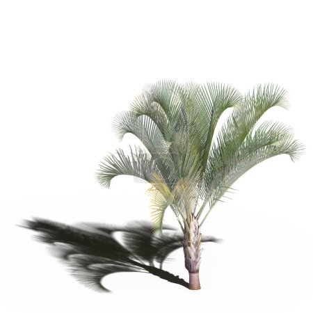 Foto de Large palm tree with a shadow under it, isolated on white background, 3D illustration, cg render - Imagen libre de derechos
