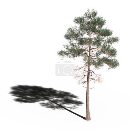 Foto de Large conifer tree with a shadow under it, isolated on white background, 3D illustration, cg render - Imagen libre de derechos