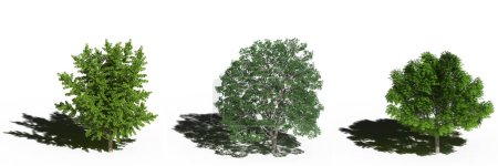 Foto de Large trees with a shadow under it, isolated on white background, 3D illustration, cg render - Imagen libre de derechos
