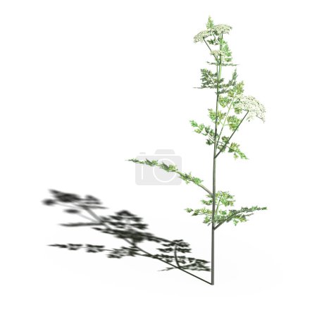 Téléchargez les photos : 3d rendered floral illustration isolated on white - en image libre de droit