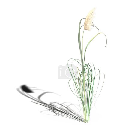 Foto de 3d rendered floral illustration isolated on white - Imagen libre de derechos