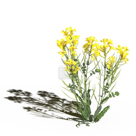 Foto de 3d rendered floral illustration. Beautiful flowers isolated on white - Imagen libre de derechos
