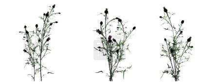 Téléchargez les photos : 3d rendered floral illustration isolated on white - en image libre de droit