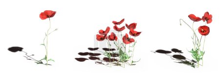 Téléchargez les photos : 3d rendered floral illustration. Beautiful flowers isolated on white - en image libre de droit