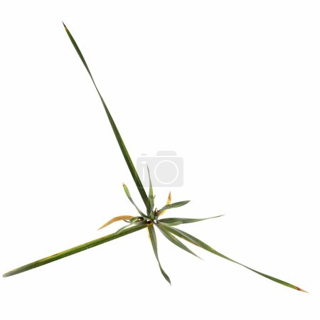 Photo for Wild field grass, top view, isolated on white background, 3D illustration, cg render - Royalty Free Image