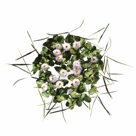 Téléchargez les photos : Wild field grass, top view, isolated on white background, 3D illustration, cg render - en image libre de droit