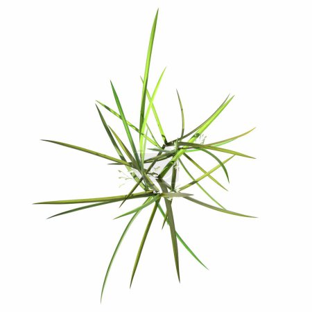 Téléchargez les photos : Wild field grass, top view, isolated on white background, 3D illustration, cg render - en image libre de droit
