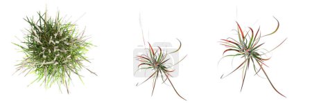 Photo for Wild field grass, top view, isolated on white background, 3D illustration, cg render - Royalty Free Image