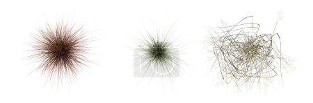 Foto de Wild field grass, top view, isolated on white background, 3D illustration, cg render - Imagen libre de derechos