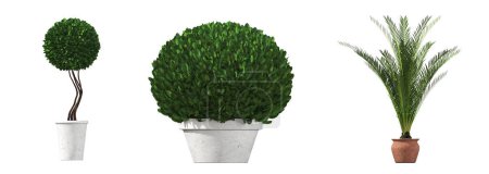 Téléchargez les photos : Decorative plants for the interior, isolated on white background, 3D illustration, cg render - en image libre de droit