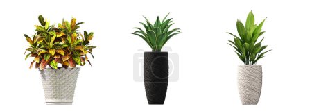 Photo for Decorative plants for the interior, isolated on white background, 3D illustration, cg render - Royalty Free Image