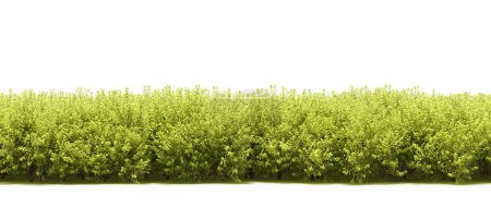 Téléchargez les photos : Feuillage d'arbres fraîchement verts au printemps - en image libre de droit