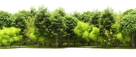Téléchargez les photos : Arbres verts luxuriants dans la forêt, paysage naturel - en image libre de droit