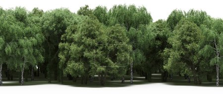 Téléchargez les photos : Arbres verts luxuriants dans la forêt, paysage naturel - en image libre de droit