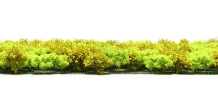 Photo for Freshly green trees foliage in spring - Royalty Free Image