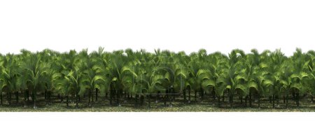 Téléchargez les photos : Forêt tropicale exotique pleine de palmiers verts - en image libre de droit
