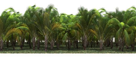 Téléchargez les photos : Forêt tropicale exotique pleine de palmiers verts - en image libre de droit