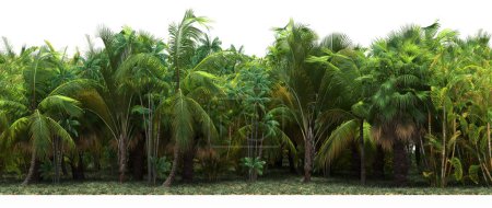 Téléchargez les photos : Exotic tropical forest full of green palms - en image libre de droit