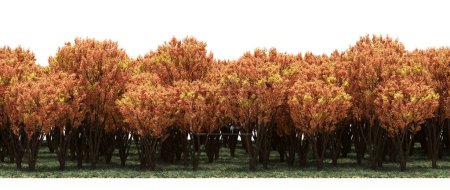 Téléchargez les photos : Orangers lumineux dans la forêt en automne - en image libre de droit
