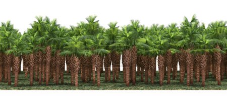 Foto de Bosque tropical exótico lleno de palmeras verdes - Imagen libre de derechos
