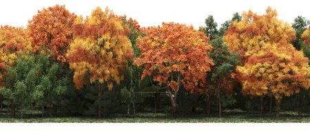 Téléchargez les photos : Autumnal forest with mixed green and orange trees - en image libre de droit
