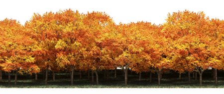 Téléchargez les photos : Bright orange trees in forest during autumn - en image libre de droit