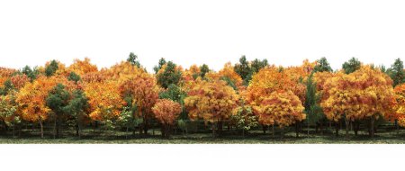 Téléchargez les photos : Autumnal forest with mixed green and orange trees - en image libre de droit