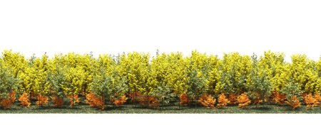 Téléchargez les photos : Bright yellow and orange trees in autumnal wood - en image libre de droit