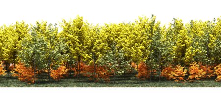Téléchargez les photos : Bright yellow and orange trees in autumnal wood - en image libre de droit
