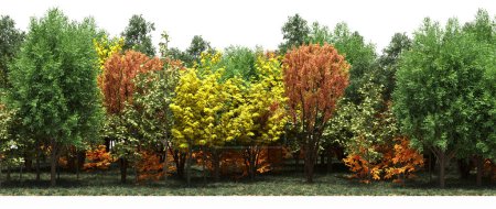 Téléchargez les photos : Forêt automnale avec arbres mixtes verts et orangers - en image libre de droit