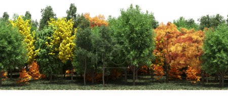 Foto de Bosque otoñal con árboles mixtos verdes y naranjos - Imagen libre de derechos