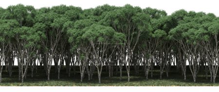 Téléchargez les photos : Lush green trees in forest, nature landscape - en image libre de droit