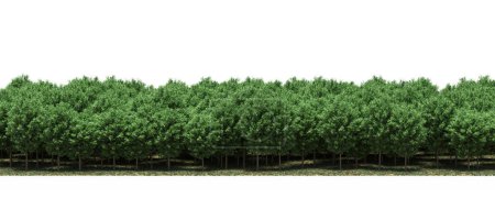 Foto de Exuberantes árboles verdes en el bosque, paisaje natural - Imagen libre de derechos
