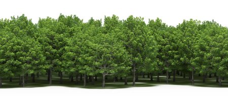 Téléchargez les photos : Forêt printanière avec arbres à feuilles caduques vert vif - en image libre de droit