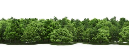 Téléchargez les photos : Spring forest with bright green deciduous trees - en image libre de droit