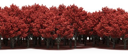 Téléchargez les photos : Lush crimson trees isolated on white background - en image libre de droit
