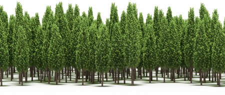Téléchargez les photos : Grands arbres verts, fond naturel - en image libre de droit