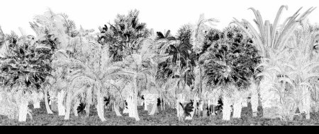 Téléchargez les photos : Arrière-plan palmiers noirs et blancs - en image libre de droit