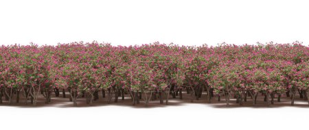 Foto de Árboles con flores rosadas en flor - Imagen libre de derechos