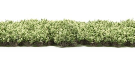 Téléchargez les photos : Arbustes verts à fleurs blanches et jaunes - en image libre de droit