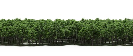 Téléchargez les photos : Forest with lush green trees, nature background - en image libre de droit
