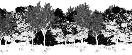 Photo for Black and white trees in the forest isolated on white background, sketch, outline illustration, cg render - Royalty Free Image