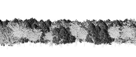 Téléchargez les photos : Arbres noirs et blancs dans la forêt isolés sur fond blanc, croquis, illustration de contour, rendu cg - en image libre de droit
