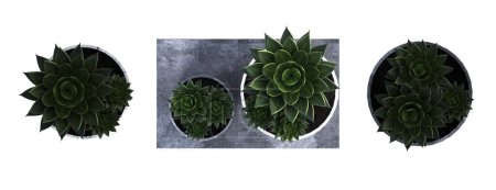 Photo for Decorative flowers and plants for the interior, top view, isolated on white background, 3D illustration, cg render - Royalty Free Image
