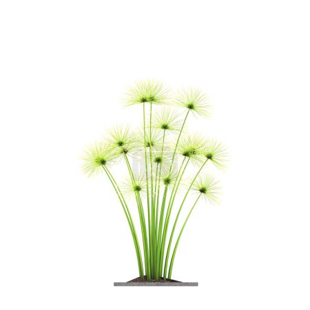 Photo for Decorative flowers and plants for the interior, top view, isolated on white background, 3D illustration, cg render - Royalty Free Image