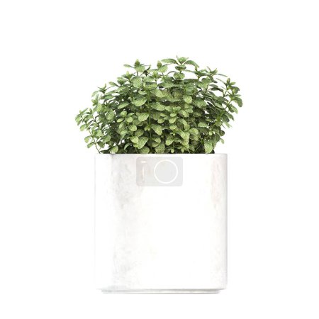 Téléchargez les photos : Fleurs et plantes décoratives pour l'intérieur, vue de dessus, isolé sur fond blanc, illustration 3D, rendu cg - en image libre de droit