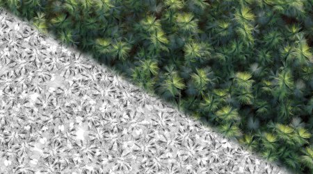 Foto de Árboles en el bosque, vista superior, vista al área, aislado sobre fondo blanco, ilustración 3D, renderizado cg - Imagen libre de derechos